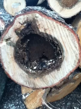[Hearth.com] wood id