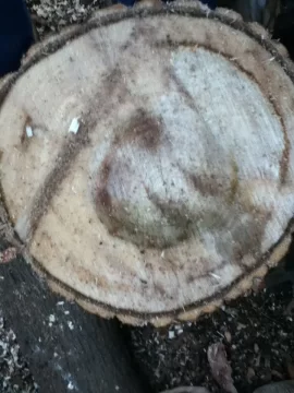 [Hearth.com] wood id