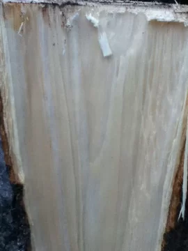 [Hearth.com] wood id