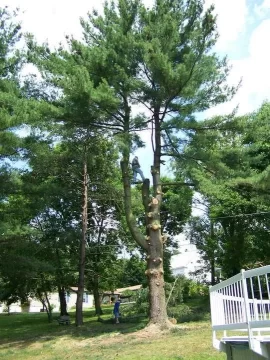 [Hearth.com] 60' blue spruce meets the saws