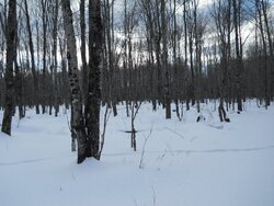 Info on which trees to cut for firewood