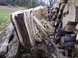 My woodpile, b4 stacking and what is that in the background...