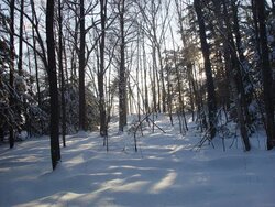 Cold in the woods - but beautiful