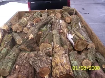 [Hearth.com] Black Locust Scrounge