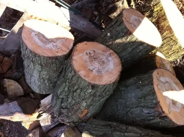 [Hearth.com] Wood ID and advice