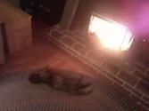 [Hearth.com] Warm Cat By Accentra