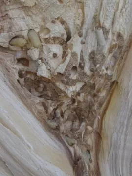 [Hearth.com] Who are these little guys.....?