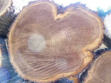[Hearth.com] Red Elm?