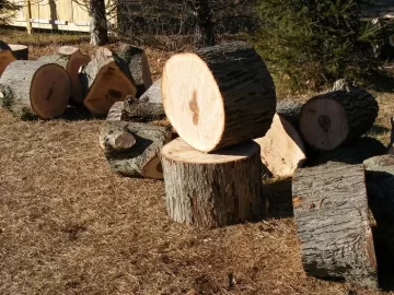 [Hearth.com] Red Elm?
