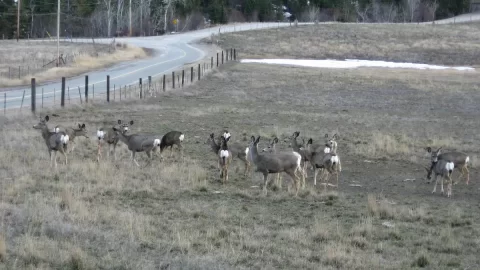 [Hearth.com] Thats a lot of deer!!!!