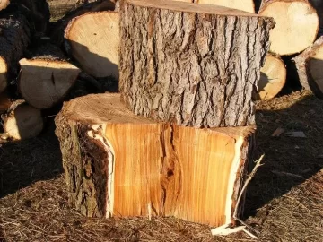[Hearth.com] Red Elm?