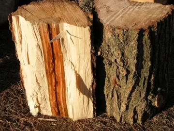 [Hearth.com] Red Elm?