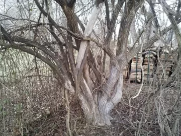 [Hearth.com] Tree/Shrub ID???
