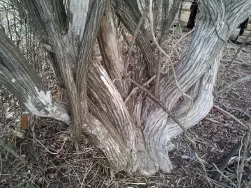 [Hearth.com] Tree/Shrub ID???