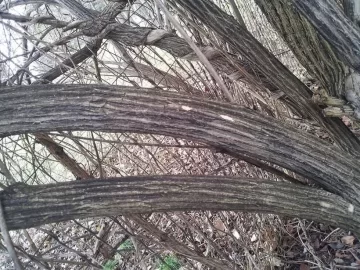 [Hearth.com] Tree/Shrub ID???