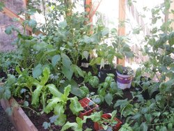 Anyone with a vegetable garden?