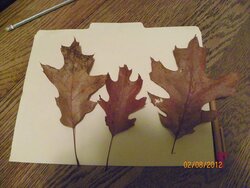 Oak Leaf Identification