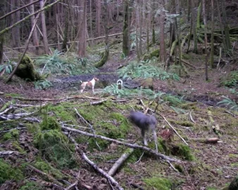 [Hearth.com] Gone To The Dogs