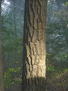 [Hearth.com] Nice score and a wood ID