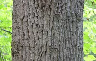 [Hearth.com] Nice score and a wood ID