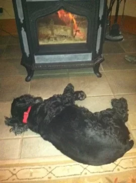 [Hearth.com] Life's Hard for a Dog