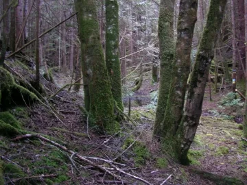 [Hearth.com] Went for a Hike