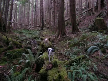 [Hearth.com] Went for a Hike
