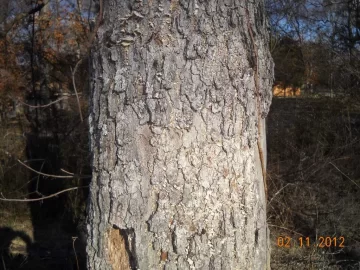 [Hearth.com] NW Georgia Wood ID 1