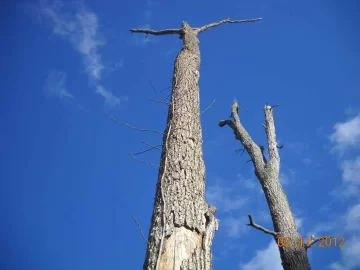 [Hearth.com] NW Georgia Wood ID 1