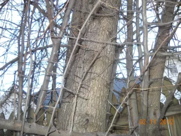 [Hearth.com] NW Georgia Wood ID 2