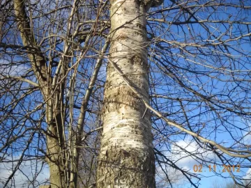 [Hearth.com] NW Georgia Wood ID 3