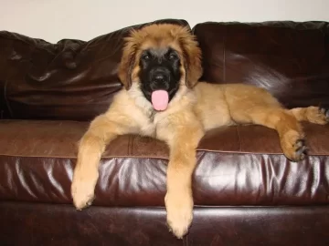 [Hearth.com] gotta love this face (new pup)