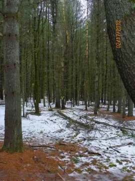 [Hearth.com] White Pine