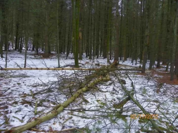 [Hearth.com] White Pine