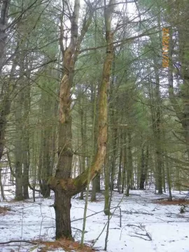 [Hearth.com] White Pine