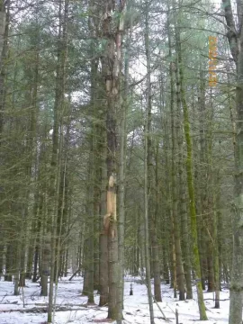 [Hearth.com] White Pine
