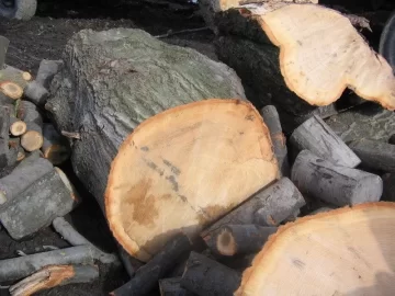 [Hearth.com] Monster white oak needs some TLC,if I can survive doing it in.