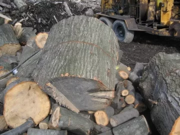 [Hearth.com] Monster white oak needs some TLC,if I can survive doing it in.