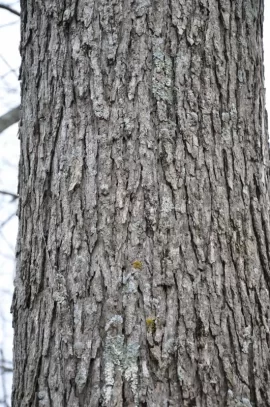 [Hearth.com] What Is This Tree