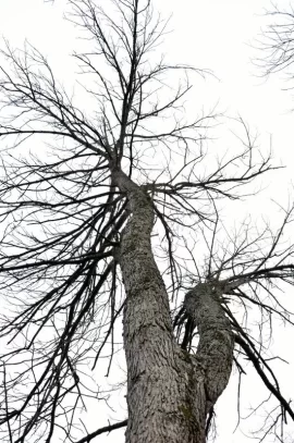 [Hearth.com] What Is This Tree