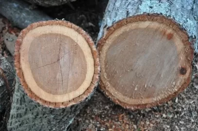 [Hearth.com] What Kind of Wood is This?