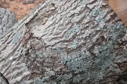[Hearth.com] What Kind of Wood is This?