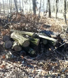 [Hearth.com] Backyard Locust