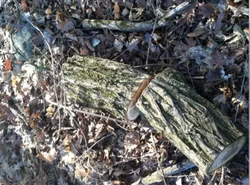 [Hearth.com] Backyard Locust