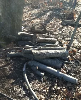 [Hearth.com] Backyard Locust