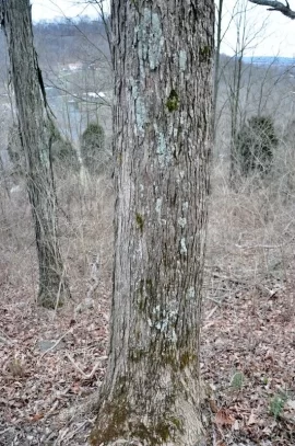 [Hearth.com] What Is This Tree
