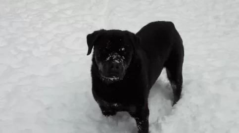 [Hearth.com] Dog pics. Overdone I know but I love dogs, especially Rottweilers. Letâ€™s see â€™em
