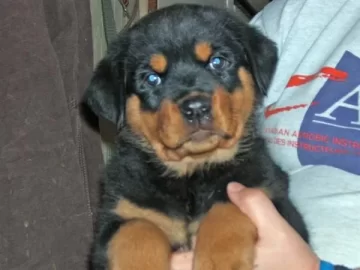 [Hearth.com] Dog pics. Overdone I know but I love dogs, especially Rottweilers. Letâ€™s see â€™em