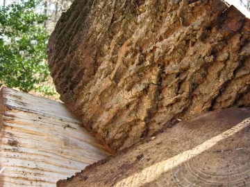 [Hearth.com] Is this Ash?  Never had any before.