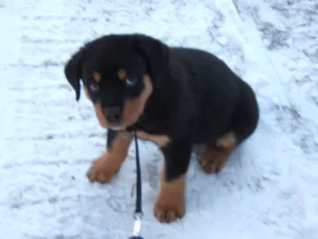 [Hearth.com] Dog pics. Overdone I know but I love dogs, especially Rottweilers. Letâ€™s see â€™em